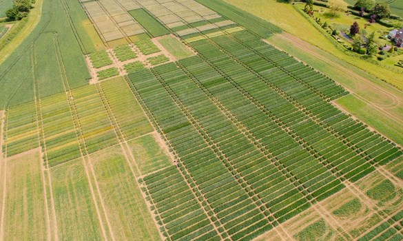 Drone looking over a RL field.